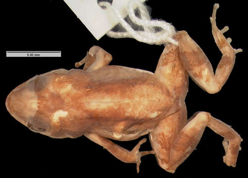 Image of Macaya breast-spot frog