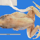 Слика од Eleutherodactylus glanduliferoides Shreve 1936