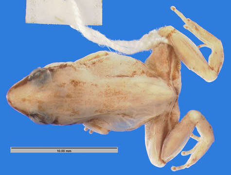 Image de Eleutherodactylus glanduliferoides Shreve 1936