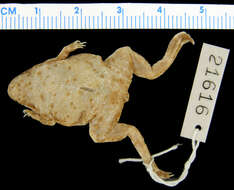 Image of Hymenochirus boulengeri De Witte 1930