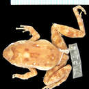 Image of Warty Madagascar Frog