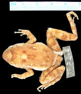 Image of Warty Madagascar Frog