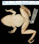 Image of Warty Madagascar Frog