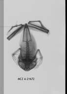 Leptopelis notatus (Peters 1875)的圖片