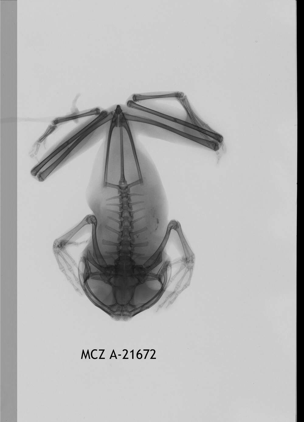 Image of Leptopelis notatus (Peters 1875)