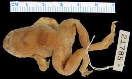 صورة Conraua crassipes (Buchholz & Peters ex Peters 1875)