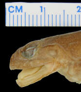 Image of Conraua crassipes (Buchholz & Peters ex Peters 1875)