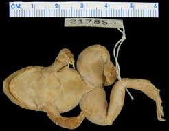 صورة Conraua crassipes (Buchholz & Peters ex Peters 1875)