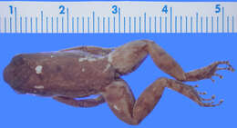 Image of <i>Phyllobates trinitatus</i>