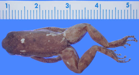 Image of <i>Phyllobates trinitatus</i>