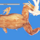 Image of Cuban robber frog
