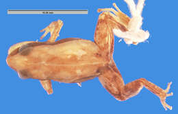 صورة Eleutherodactylus cubanus Barbour 1942