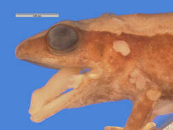 Image of Cuban robber frog