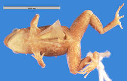 Image of Cuban robber frog