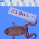 Image of Pico turquino robber frog