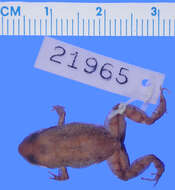 Image of Pico turquino robber frog