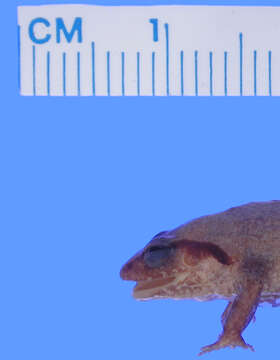 Image of Pico turquino robber frog