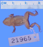 Image of Pico turquino robber frog