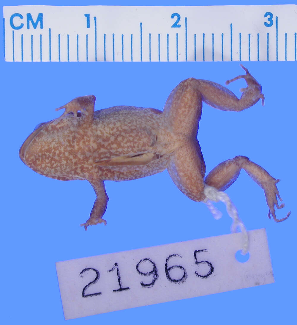 صورة Eleutherodactylus intermedius Barbour & Shreve 1937