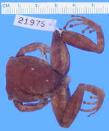 Image of Turquino robber frog