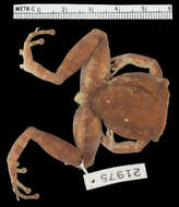 Image of Turquino robber frog