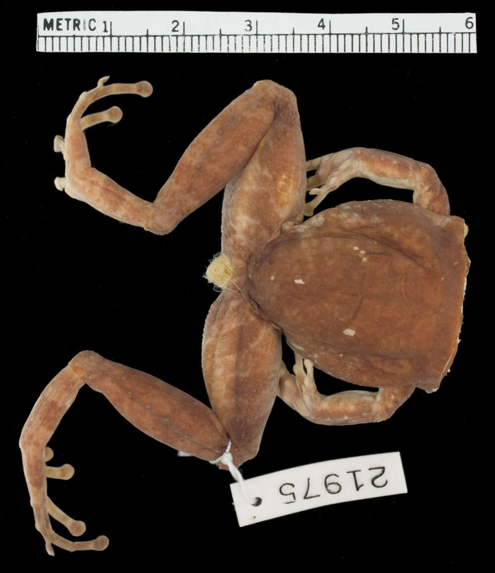 Image of Turquino robber frog