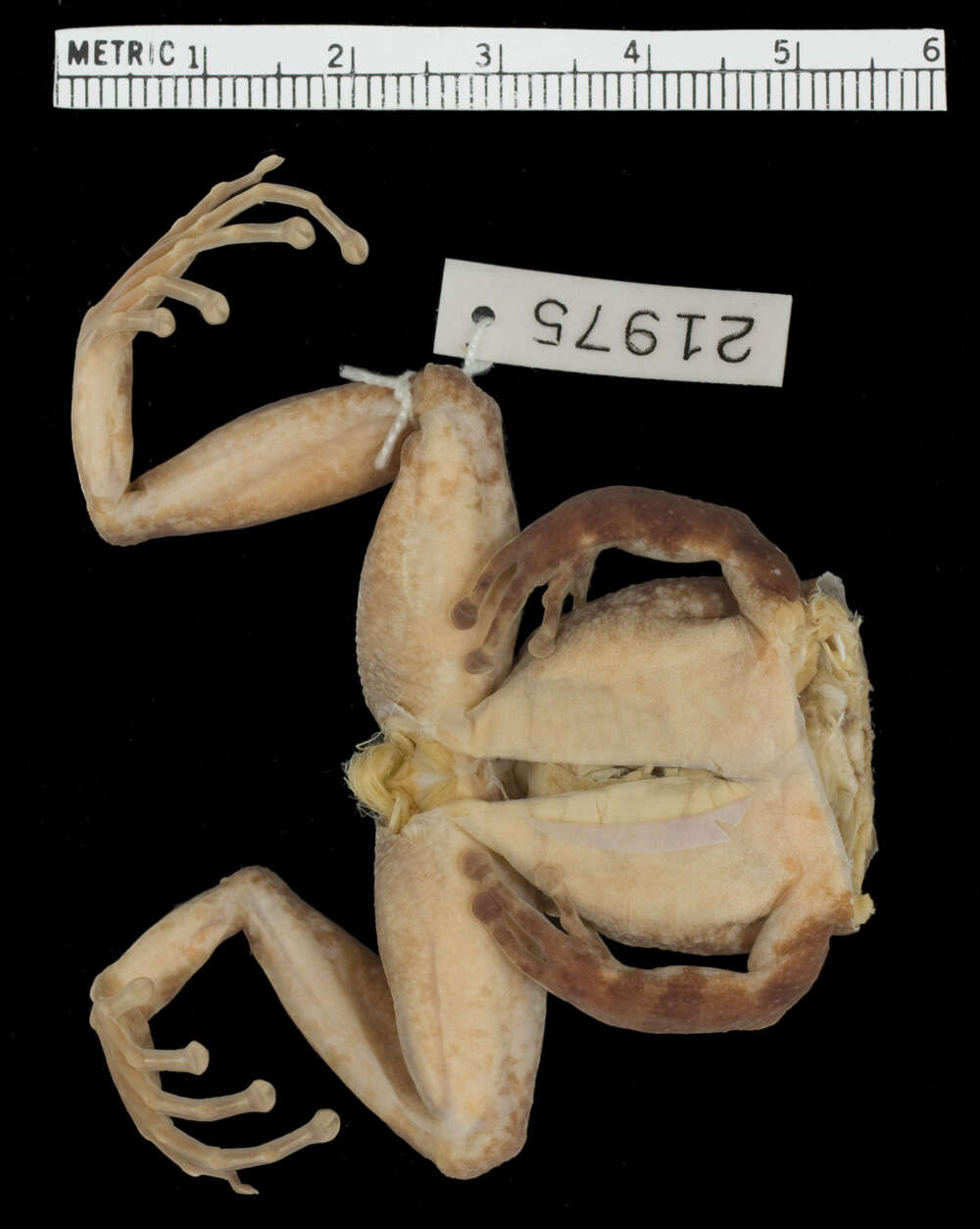 Image of Turquino robber frog