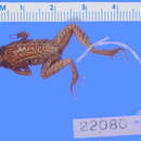 Imagem de Eleutherodactylus acmonis Schwartz 1960