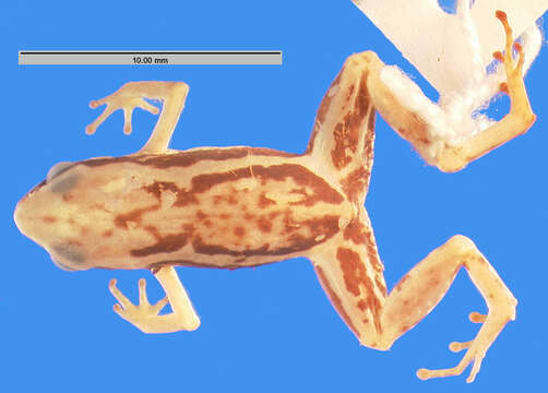 Image of <i>Eleutherodactylus limbatus orientalis</i>