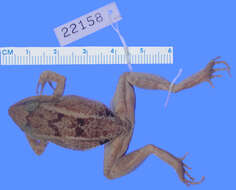 Image de Eleutherodactylus atkinsi Dunn 1925