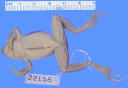 صورة Eleutherodactylus atkinsi Dunn 1925