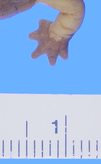 Image de Bolitoglossa flavimembris (Schmidt 1936)