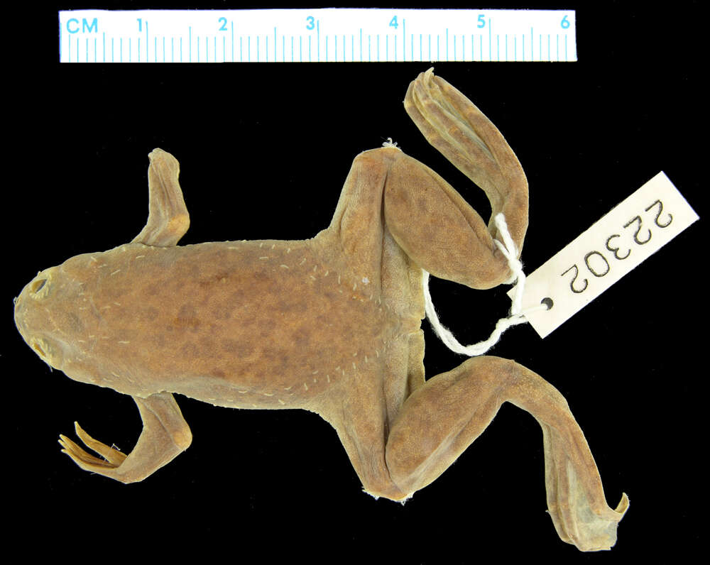 Image of Xenopus borealis Parker 1936