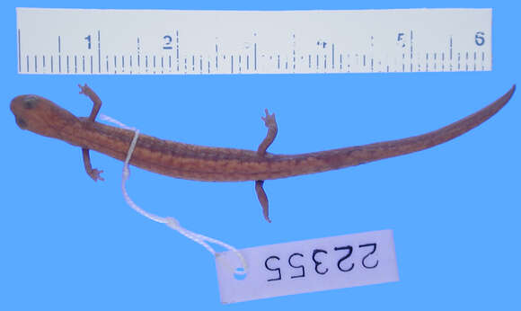 Image of Oregon Slender Salamander