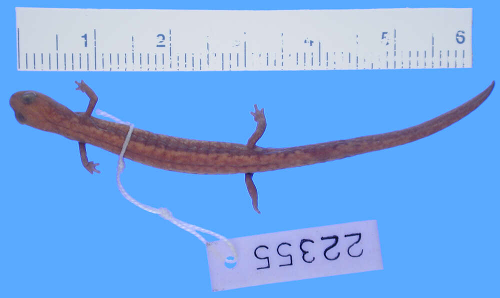 Image of Oregon Slender Salamander