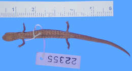 Image of Oregon Slender Salamander