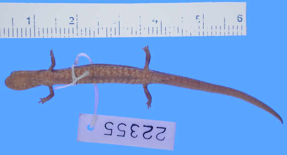 Image of Oregon Slender Salamander