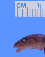 Image of Eleutherodactylus alticola Lynn 1937