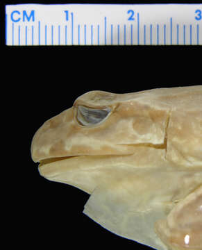 Image of Malleco Spiny-chest Frog