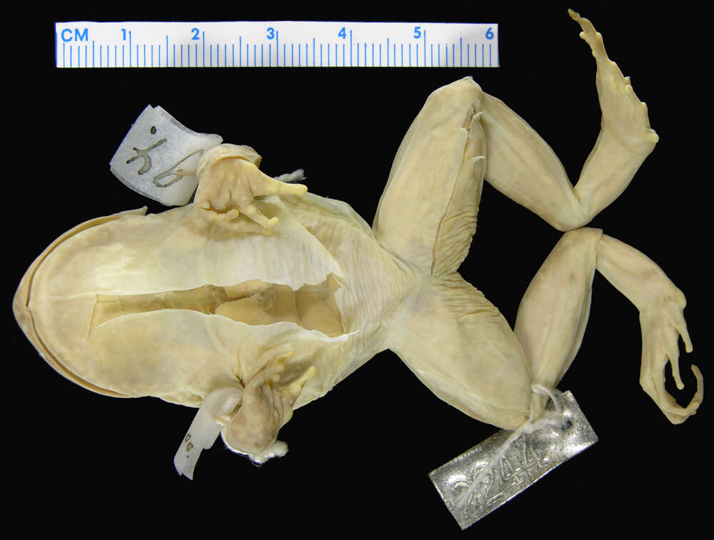 Image of Malleco Spiny-chest Frog