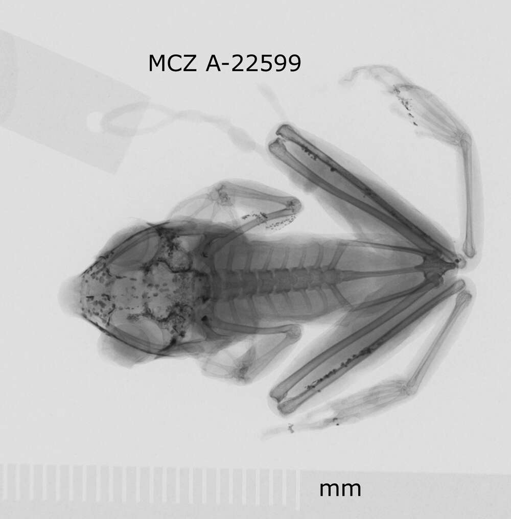 Слика од Nyctixalus pictus (Peters 1871)