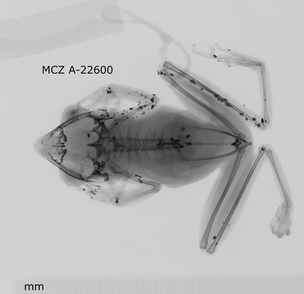 Слика од Nyctixalus pictus (Peters 1871)