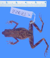 Image of Kadamaian Stream Toad