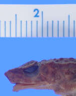 Image of Kadamaian Stream Toad