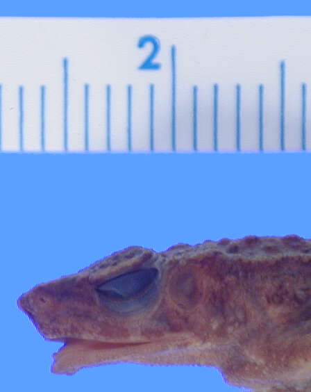 Image of Kadamaian Stream Toad