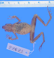 Image of Kadamaian Stream Toad