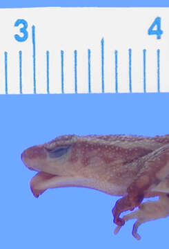 Image of Three-coloured harlequin toad