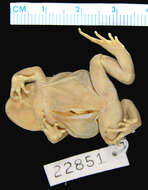 Image of Andes Frogs