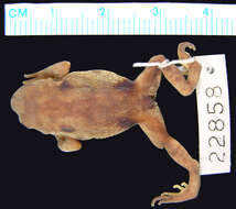 Image of Phrynopus montium (Shreve 1938)