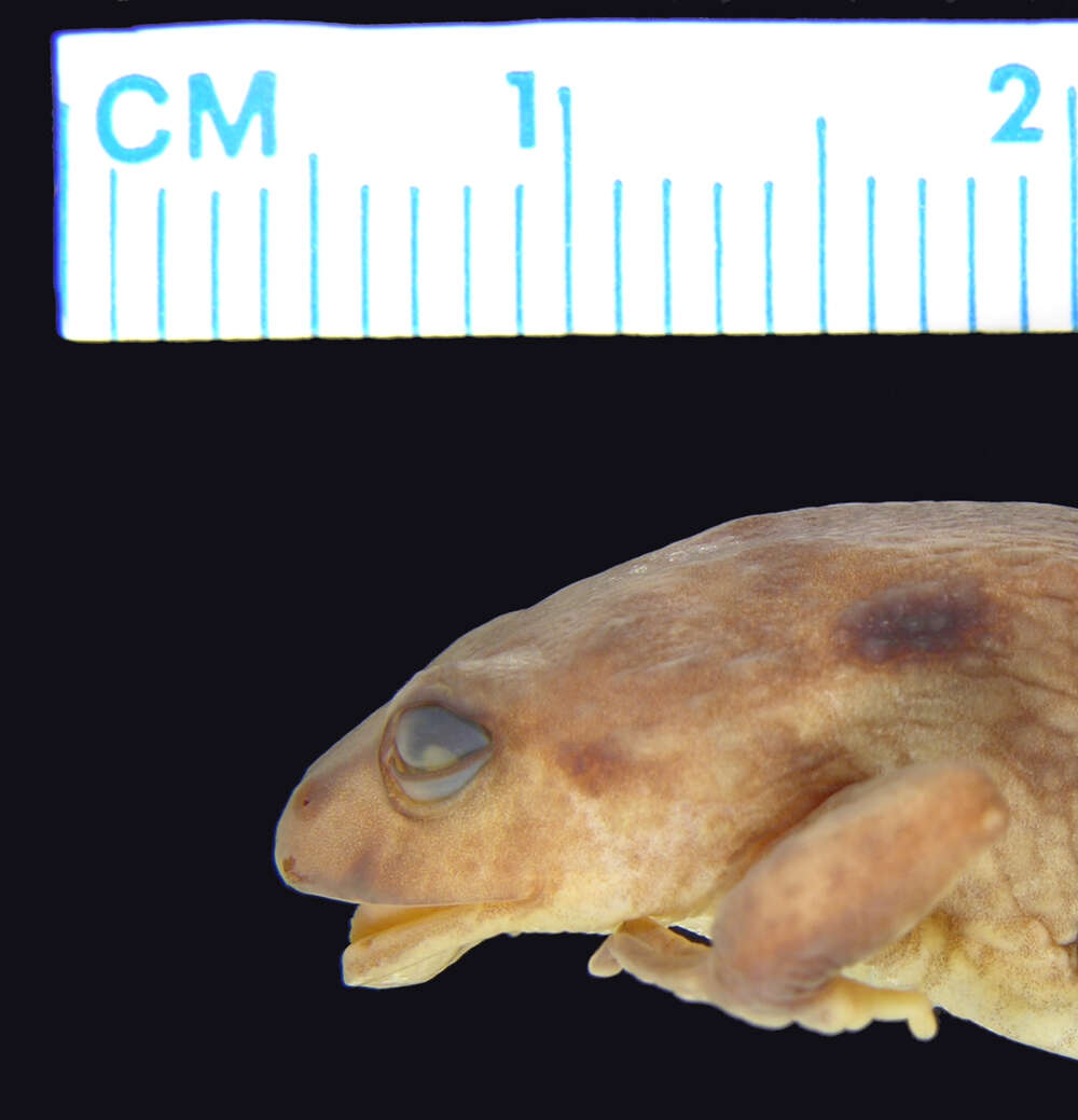 Image of Phrynopus montium (Shreve 1938)